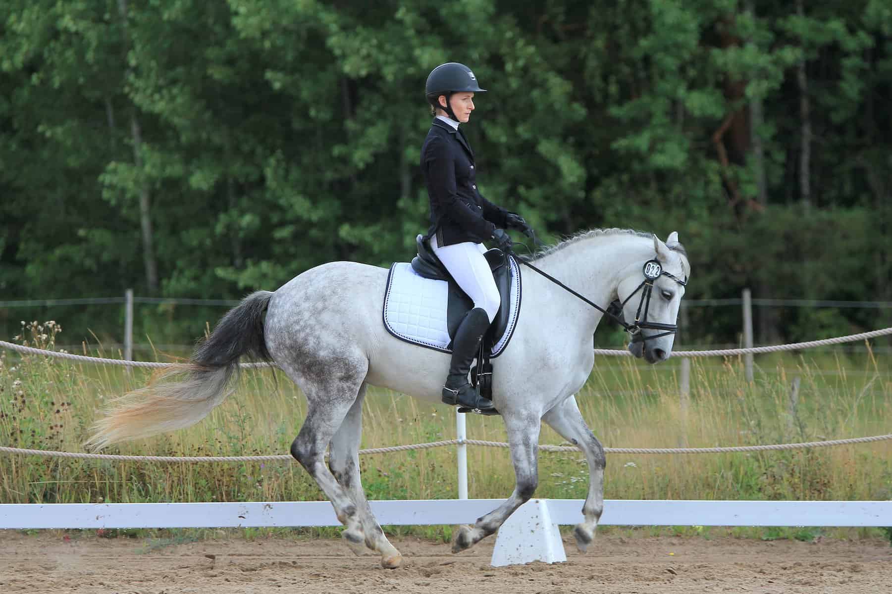 Annual International Connemara Pony Show