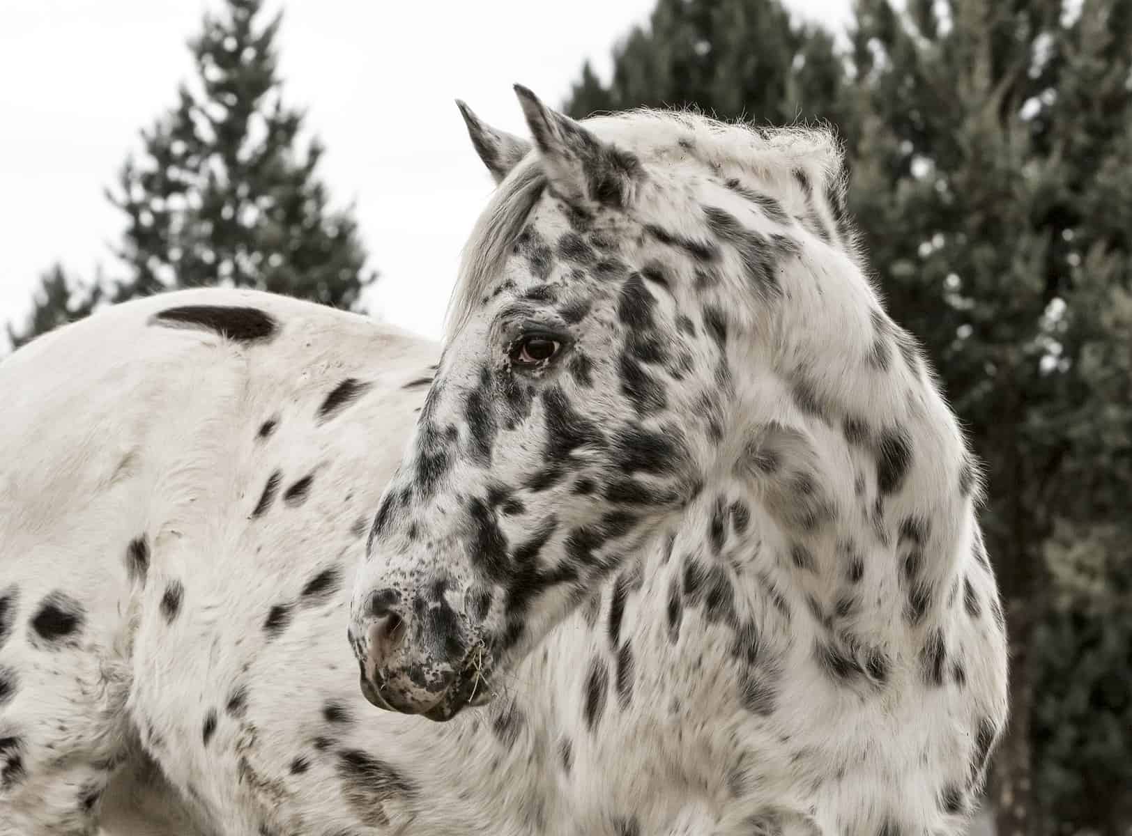 Appaloosa white horses