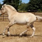 Beautiful Fjord Horse