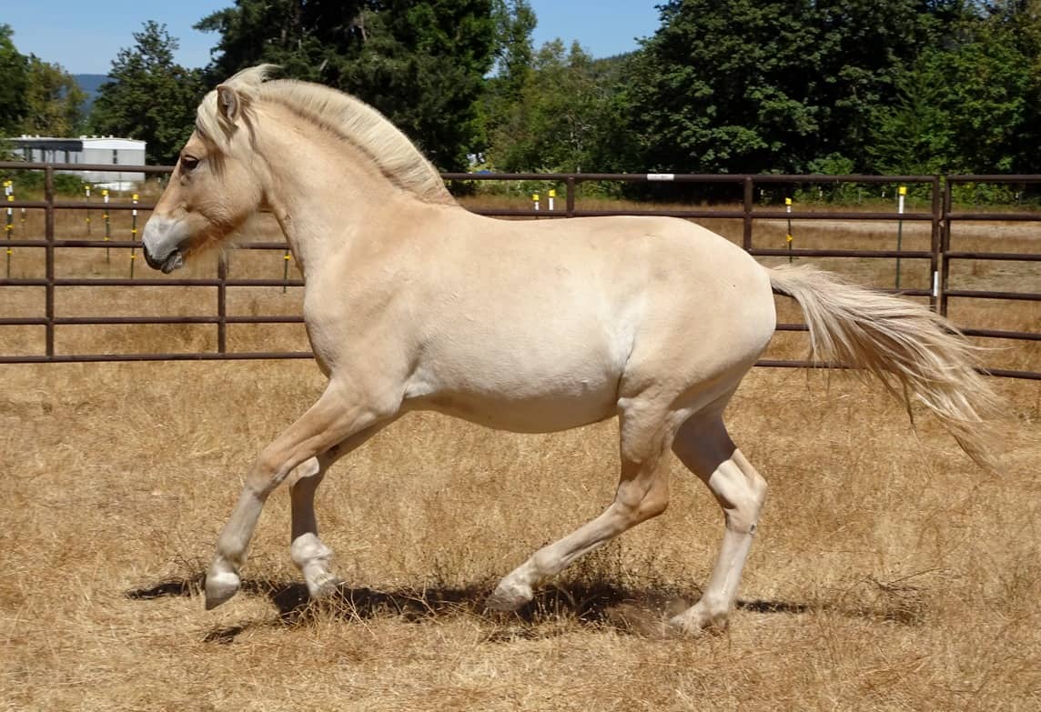 Beautiful Fjord Horse
