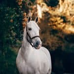 Best Horse Books