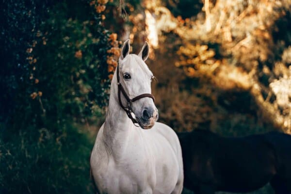 Best Horse Books
