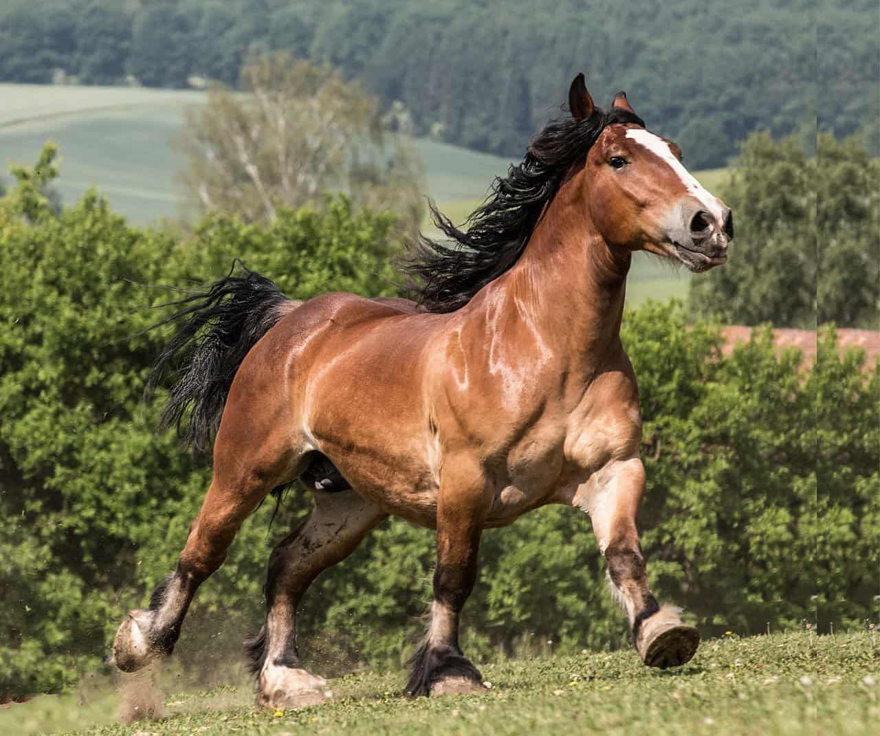 Breton Horse – Characteristic