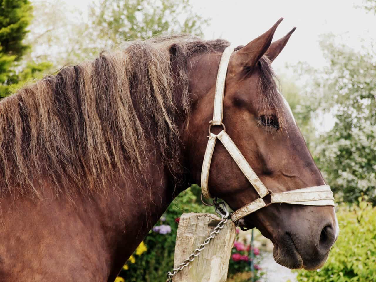 Breton Horse – Grooming