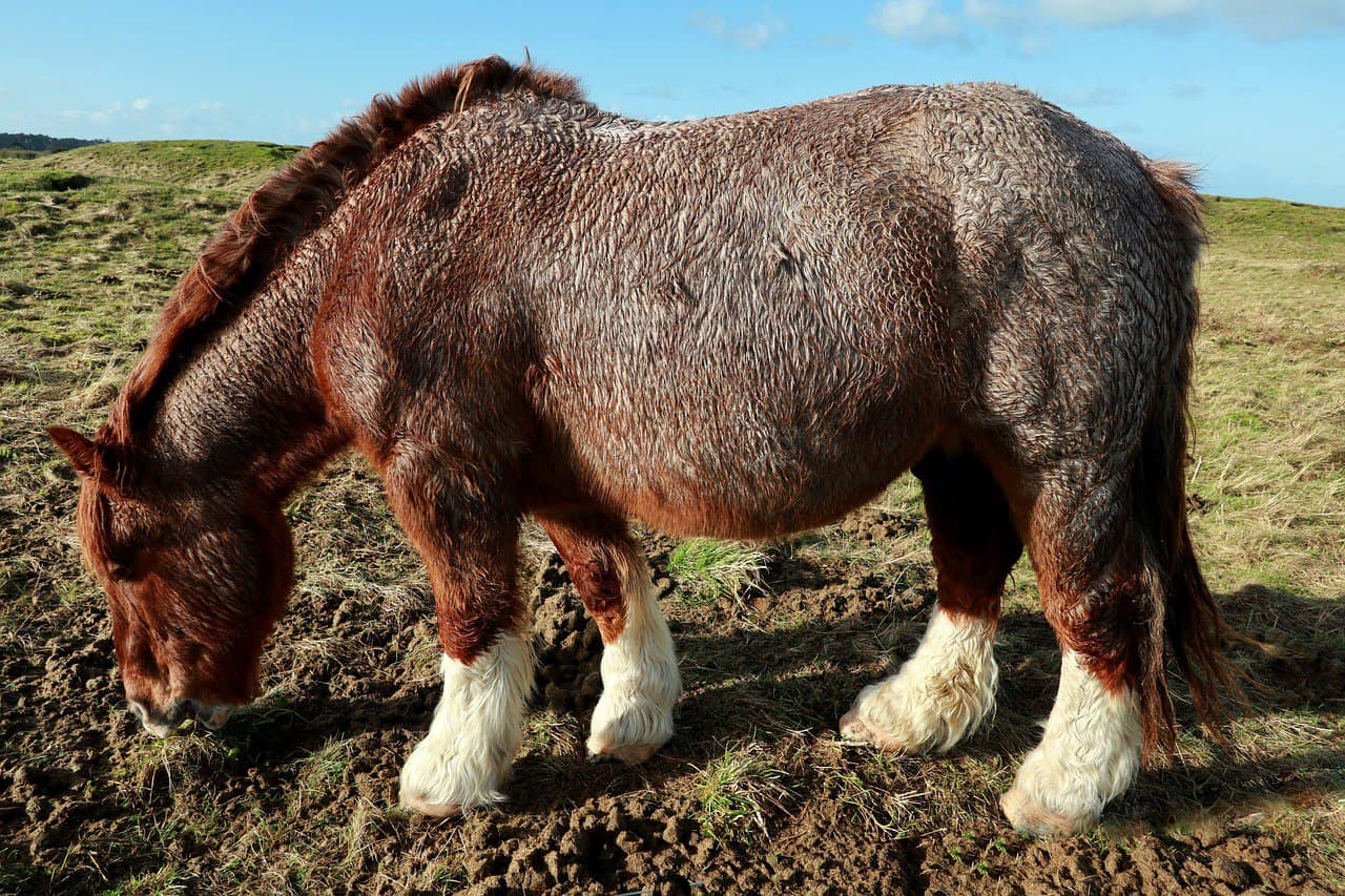 Breton Horse – Health