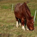 Breton Horse – History