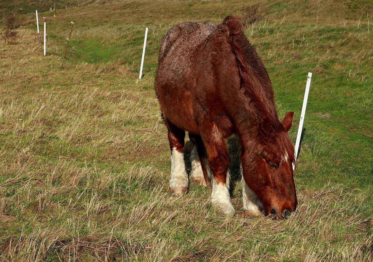 Breton Horse – History