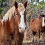 Breton Horse – Origins