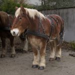 Breton Horse – Uses