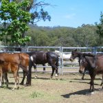 Brumbies at a farm
