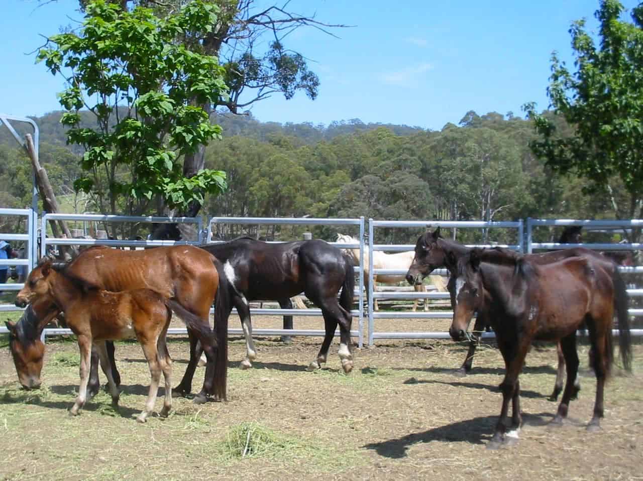 Brumbies at a farm