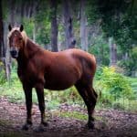 Brumby Horse Boodlines