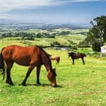 Brumby Horses Australia