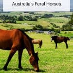 Brumby horses pin