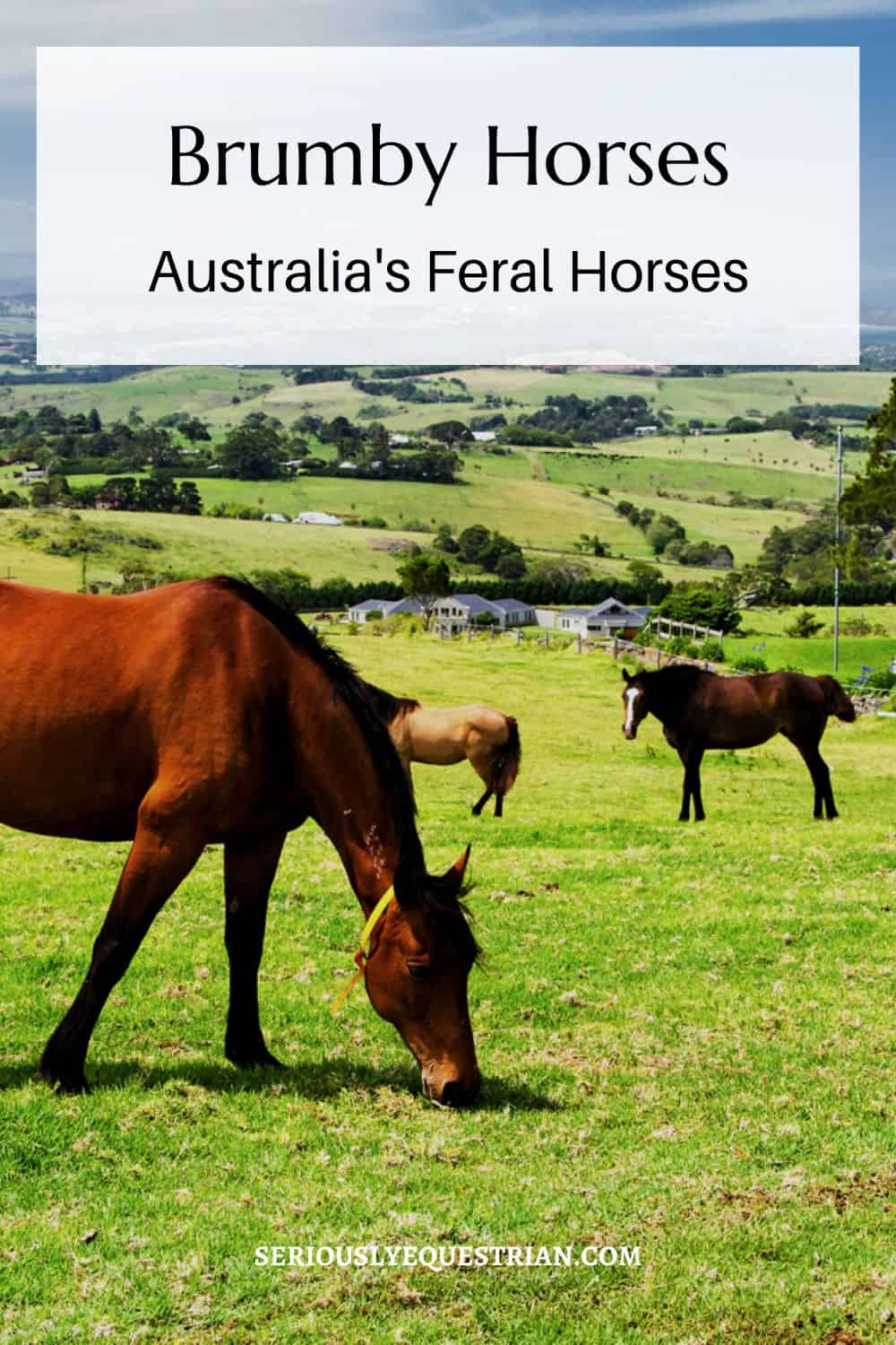 Brumby horses pin