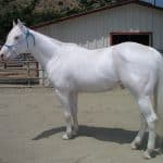 Camarillo White Horse
