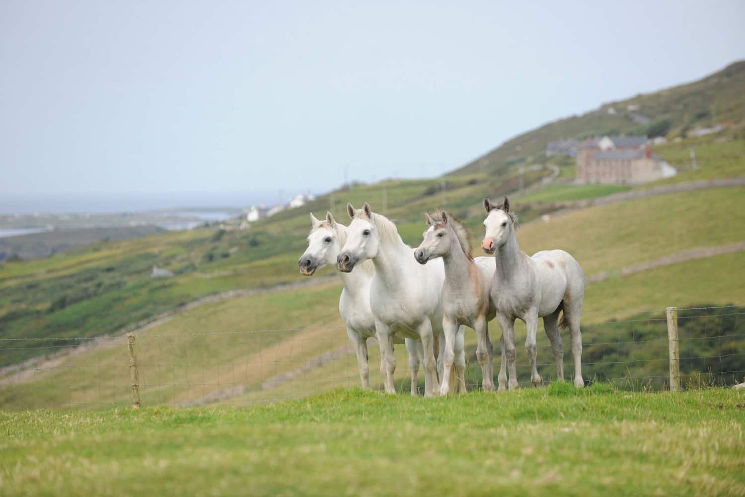 Castle Connemara Ponies