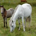 Connemara Ponies