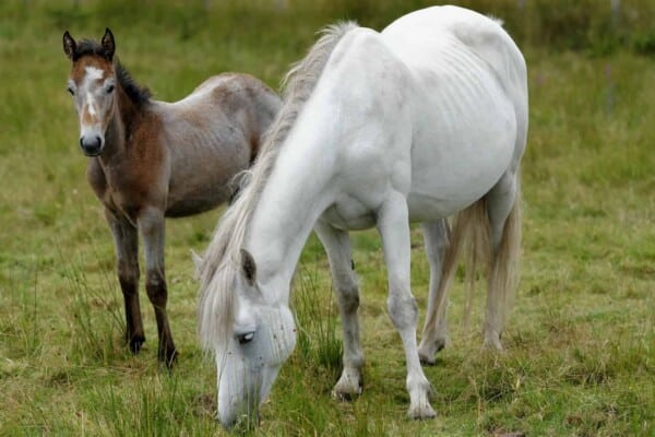 Connemara Ponies