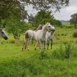 Connemara Ponies Origins