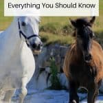 Connemara Ponies Pin