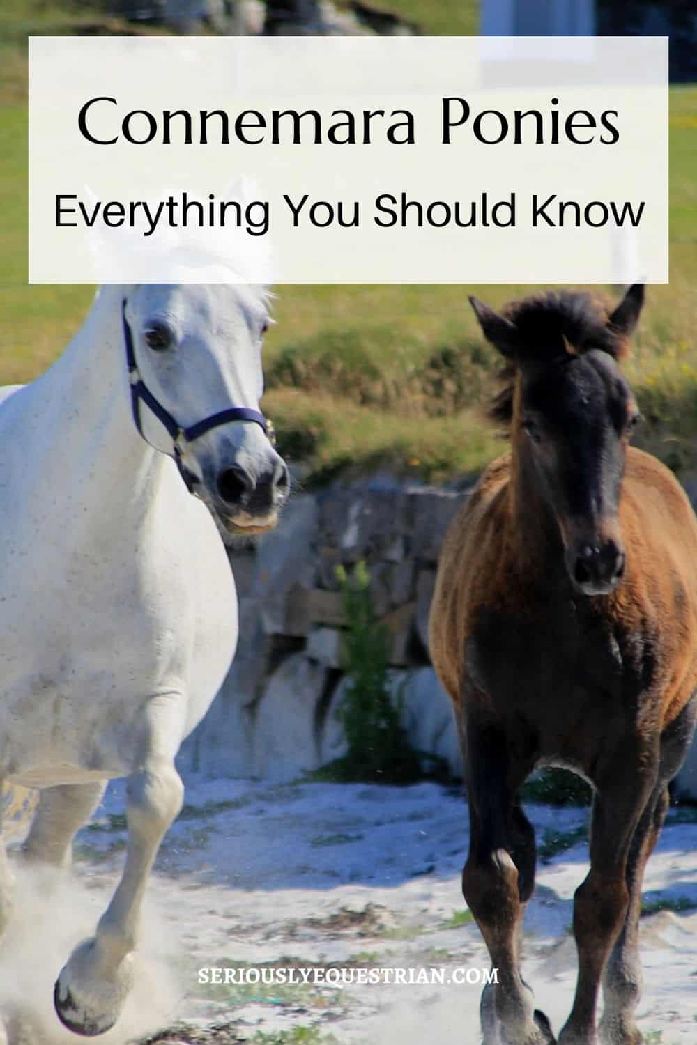 Connemara Ponies Pin
