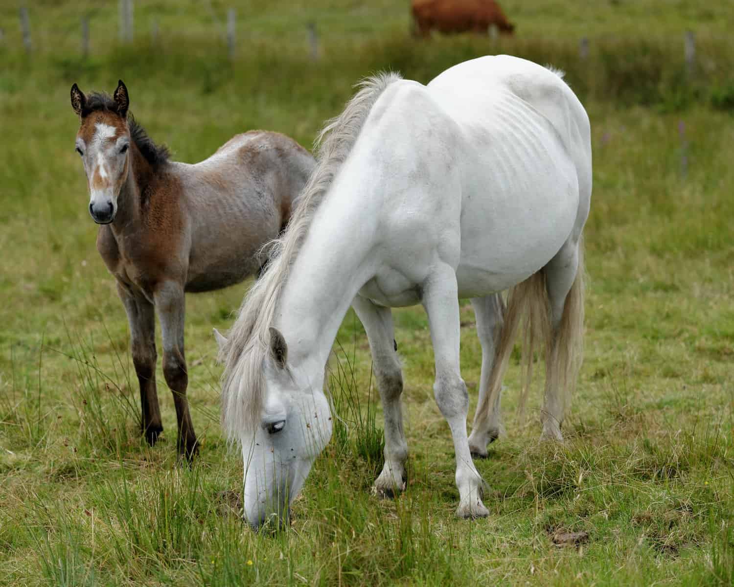 Connemara Ponies