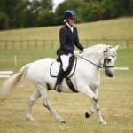 Connemara Pony Uses