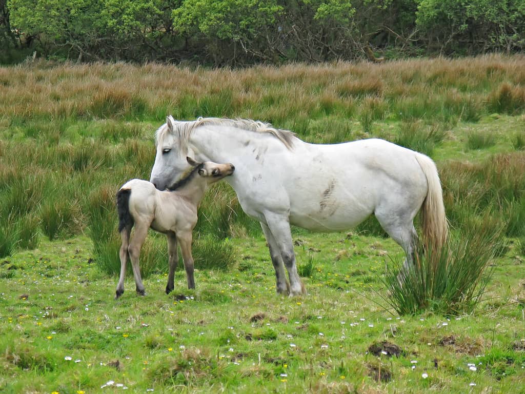 Connemara Pony mare and foal