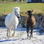 Connemara White Pony
