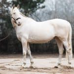 Cremello white horse