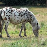 Different Spotting Patterns