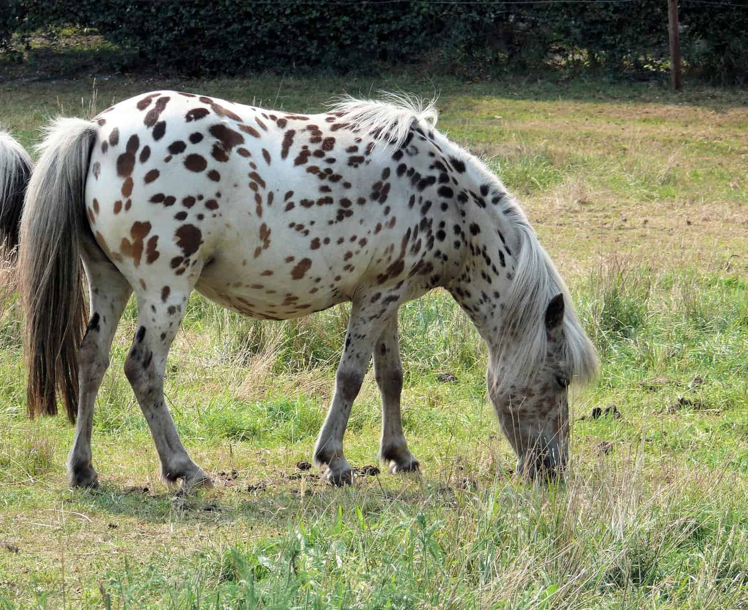 Different Spotting Patterns