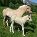 Fjord Horse Mare and foal