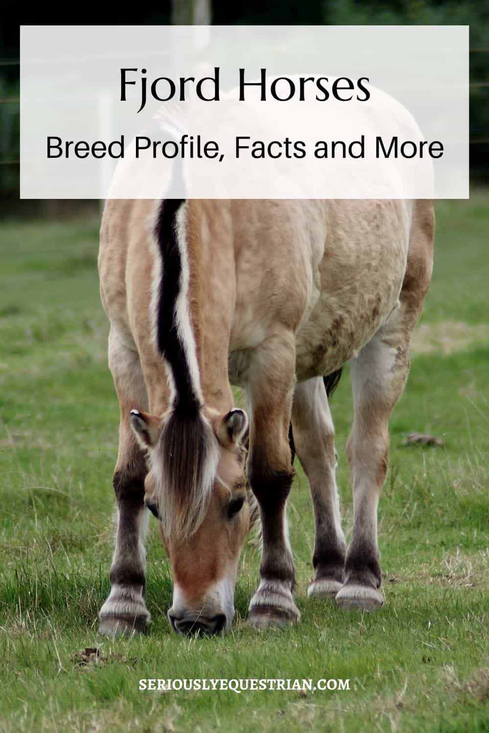 Fjord Horses pin