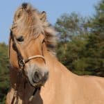 Fjord horse