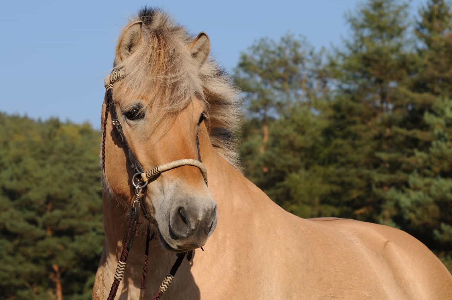 Fjord horse