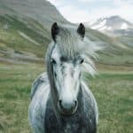 Gray horses