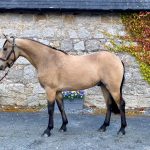 Hayes’s Connemara Ponies