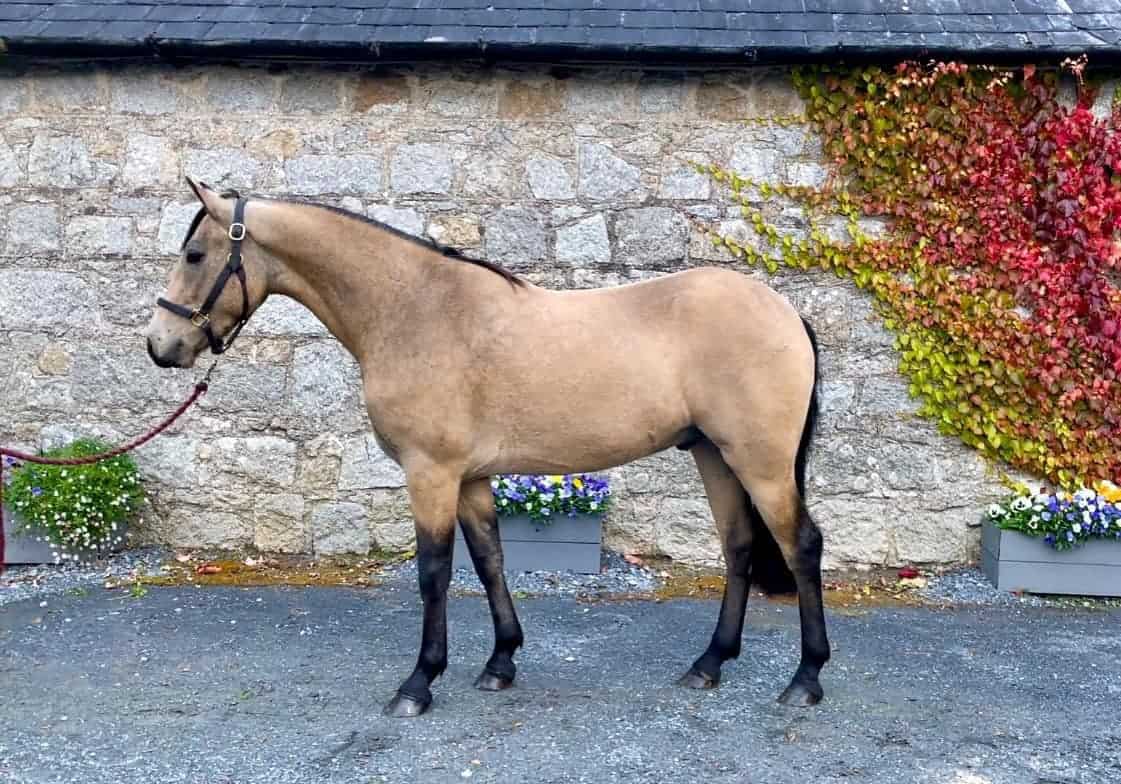 Hayes’s Connemara Ponies