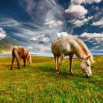 Horse Body Language – Downwards, Dozing Body Posture