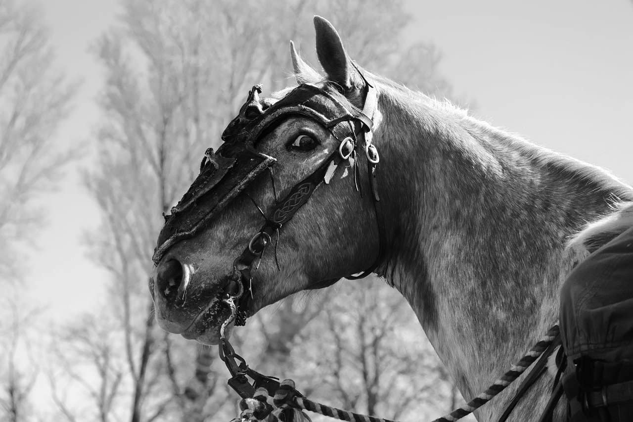 Horse Body Language – Eyes Open Wide