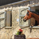 Horse Body Language – Facing the Wall