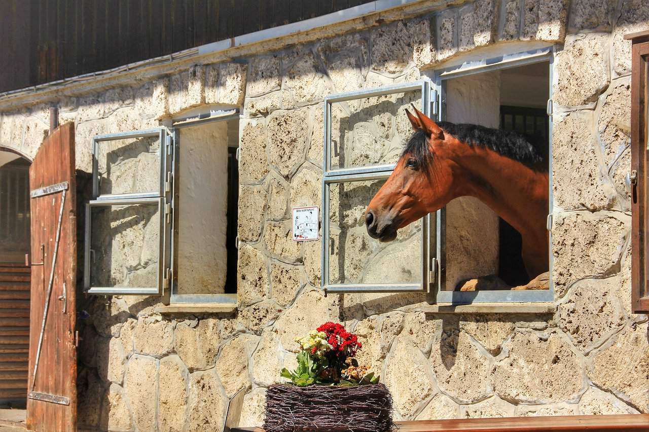 Horse Body Language – Facing the Wall