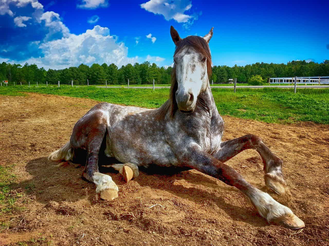 Horse Body Language – Reduced Movement