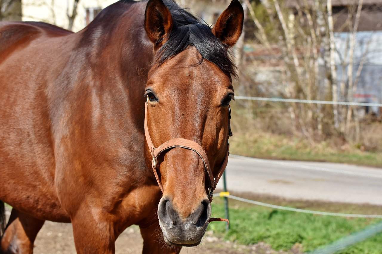 Horse Body Language – What Ears Are Saying