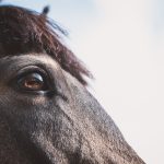 Horse Body Language – What Their Eyes Say