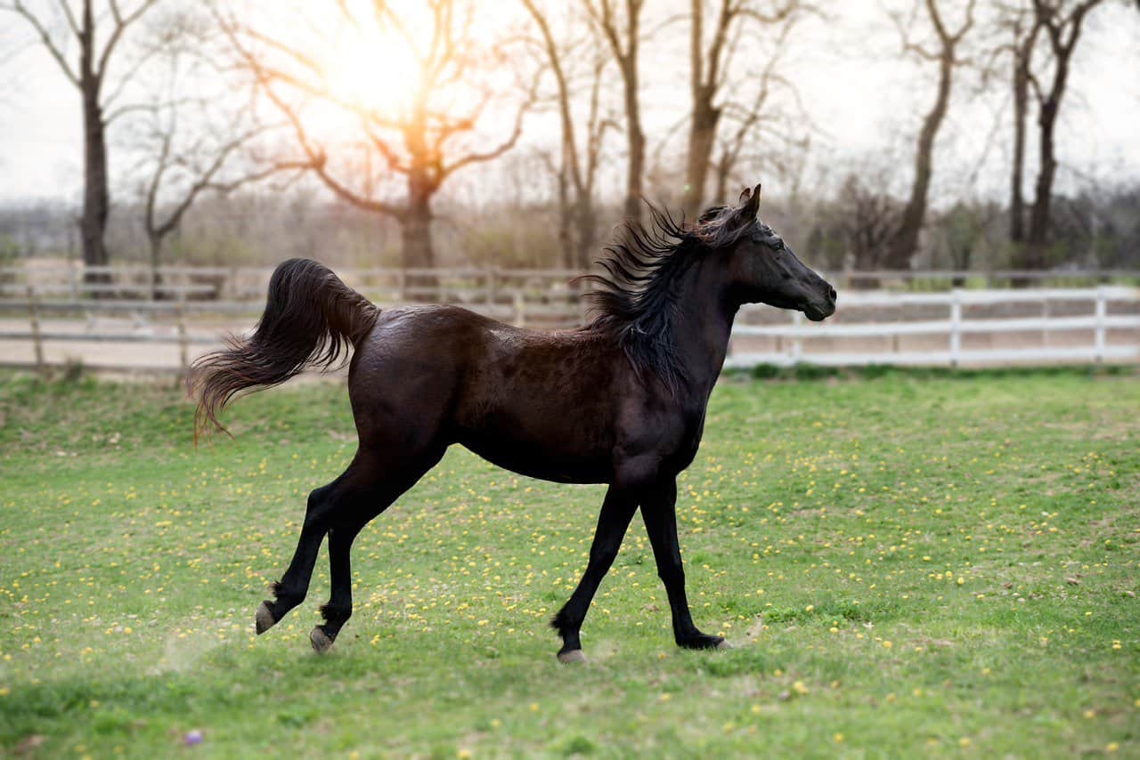 Horse Body Language – What Their Lower Body Says