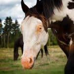 Horse MARking – Connected