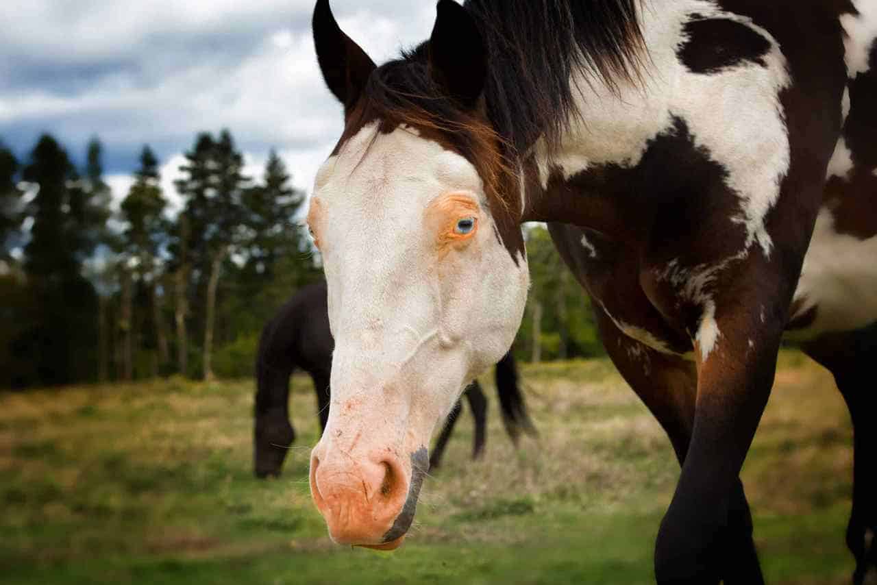 Horse MARking – Connected